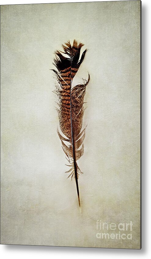 Bird Metal Print featuring the photograph Tattered Turkey Feather by Stephanie Frey