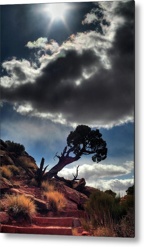 Tree Tenacity Desert Vertical Landscape Scenic Steps Sun Cloud Canyonlands Utah Moab Metal Print featuring the photograph TenaciTree by Peter Herman