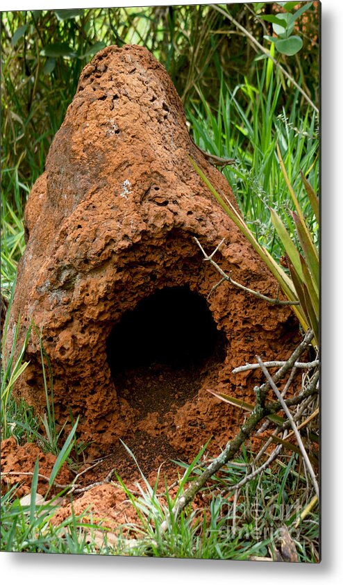 Termite Mounds Metal Print featuring the photograph Termite Mound In Brazil by Dant Fenolio