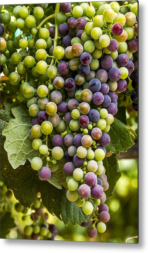 Colorado Vineyard Metal Print featuring the photograph The Art of Wine Grapes by Teri Virbickis