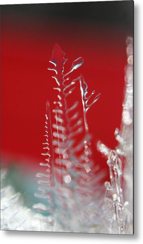Ice Metal Print featuring the photograph The Clear Tree by Rachelle Johnston