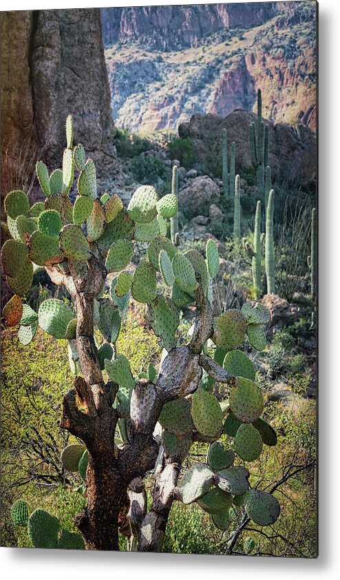 Arizona Metal Print featuring the photograph The Desert Southwest Cacti by Saija Lehtonen
