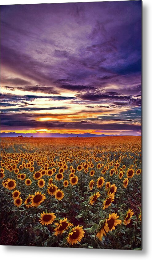 Sunflower Metal Print featuring the photograph The End Of The Day by John De Bord