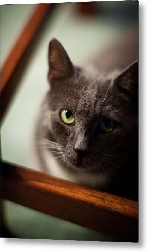 Cat Metal Print featuring the photograph The Gaze by Mike Reid
