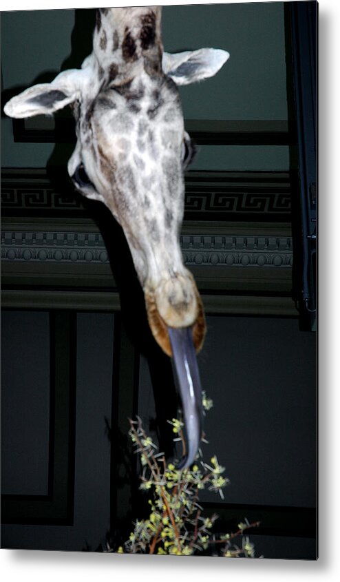 Usa Metal Print featuring the photograph The Giraffe by LeeAnn McLaneGoetz McLaneGoetzStudioLLCcom