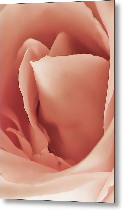 Rose Metal Print featuring the photograph The Light Of Hidden Petals by Elvira Pinkhas