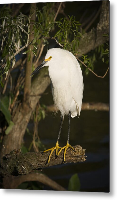 Snowy Egret Metal Print featuring the photograph The lonely Snowy Egret by Chad Davis