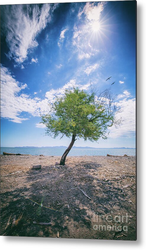 Tree Metal Print featuring the photograph The Mirage by Becqi Sherman