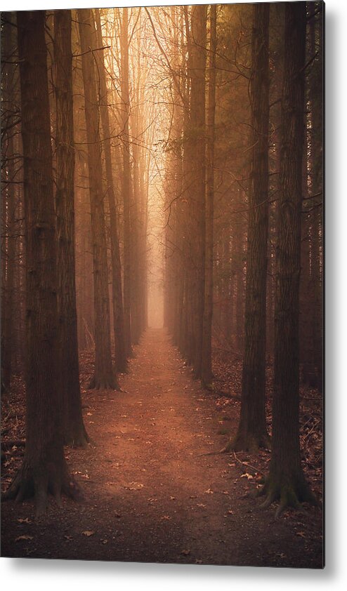 Trees Metal Print featuring the photograph The Narrow Path by Rob Blair