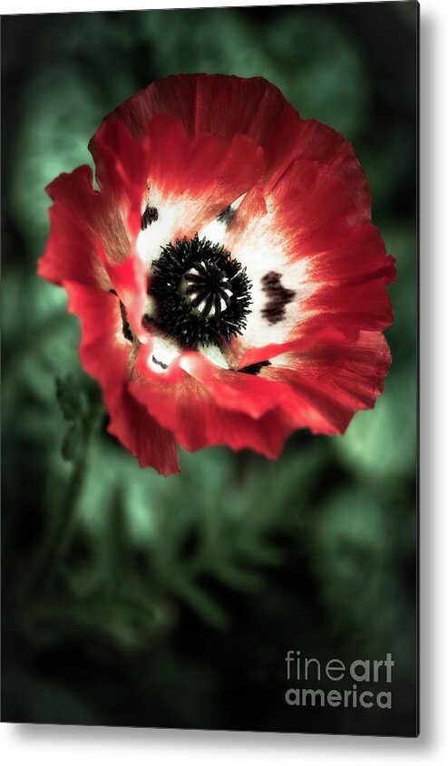 Botanical Metal Print featuring the photograph The One by Venetta Archer