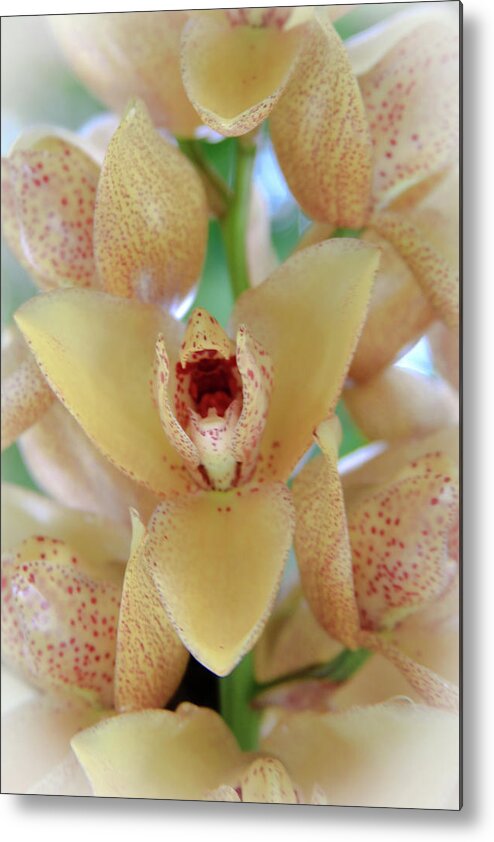 The Orchid Speaks Metal Print featuring the photograph The Orchid Speaks by Bonnie Follett