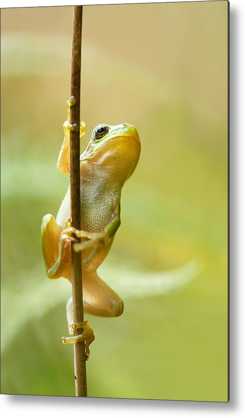 Amphibian Metal Print featuring the photograph The Pole Dancer - Climbing Tree frog by Roeselien Raimond