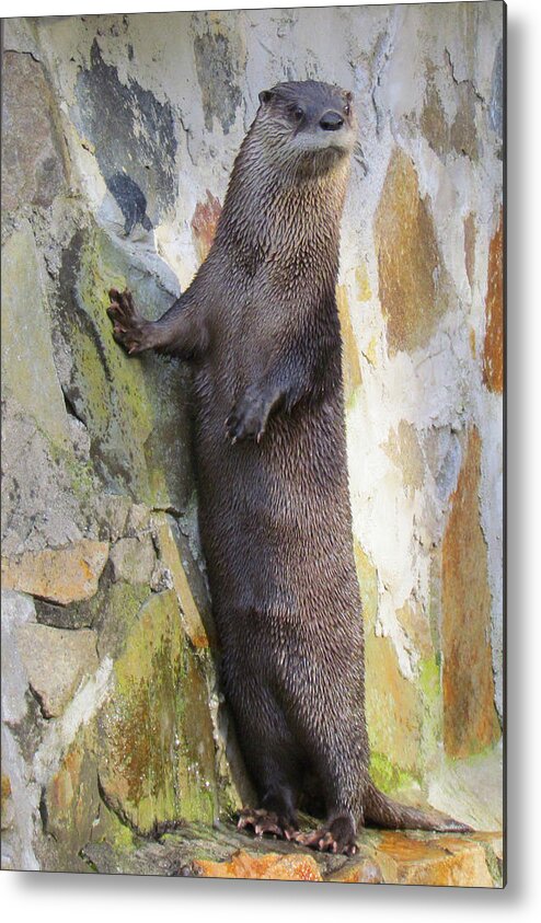 Otter Metal Print featuring the photograph The Poser by Lori Lafargue