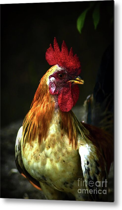 Michelle Meenawong Metal Print featuring the photograph The Pride Of The Rooster by Michelle Meenawong