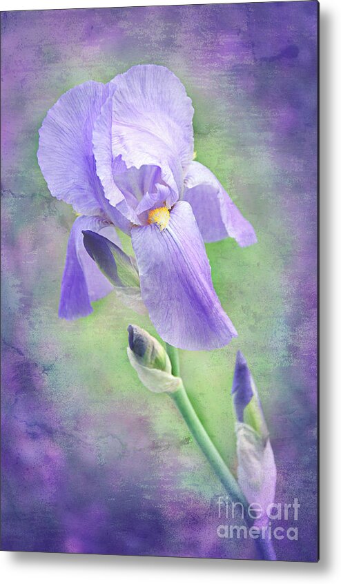 Iris Metal Print featuring the photograph The Purple Iris by Andee Design