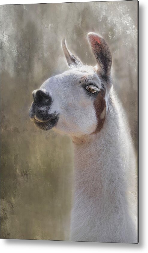 Llama Metal Print featuring the photograph The Sage by Robin-Lee Vieira