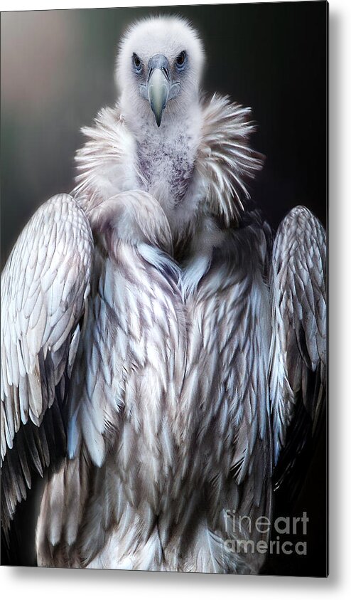 Vulture Metal Print featuring the photograph The vulture by Christine Sponchia