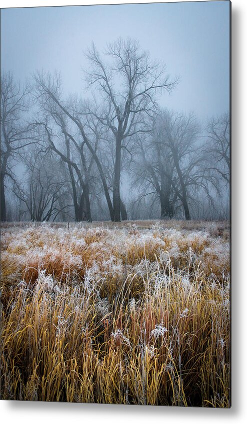 Colorado Metal Print featuring the photograph The Winter Forest by John De Bord