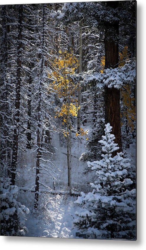 Aspen Metal Print featuring the photograph This Little Light Of Mine by Ron Weathers