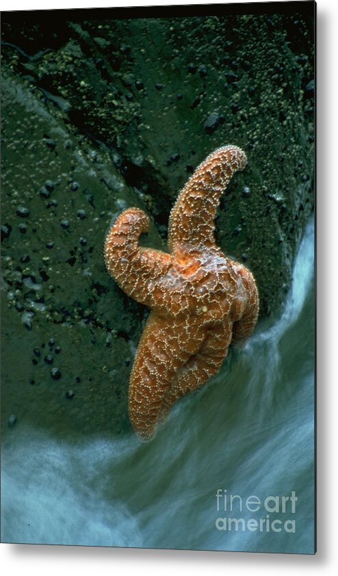 Star Fish Metal Print featuring the photograph This starfish has a good grip by Sven Brogren