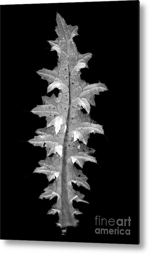 Leaf Metal Print featuring the photograph Thistle leaf by Clayton Bastiani