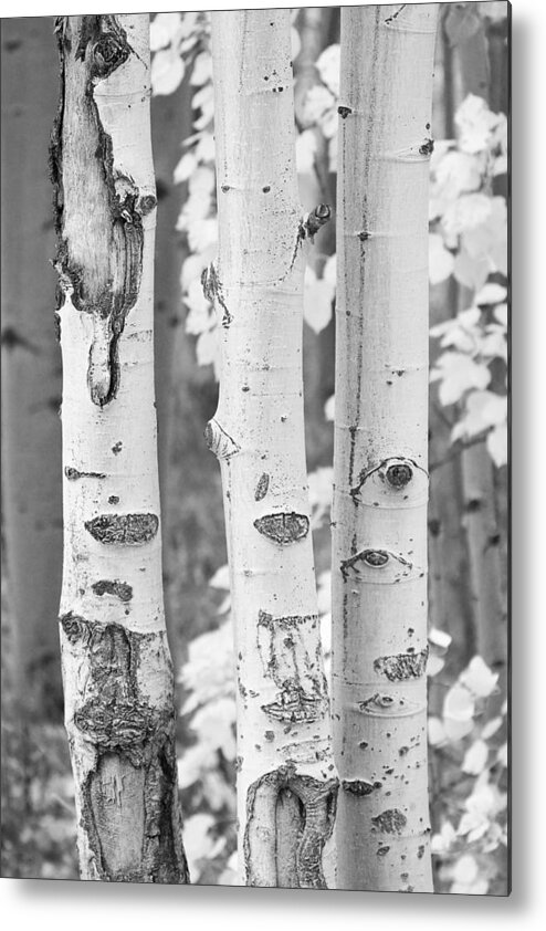 Trees Metal Print featuring the photograph Three Aspens In Black and White by James BO Insogna
