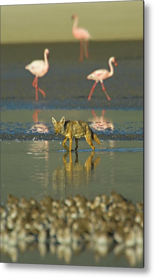 Adult Metal Print featuring the photograph Three flamingos and a Golden jackal, Canis aureus, walking in water, Tanzania by Panoramic Images