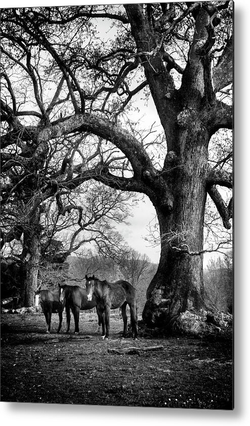 Horses Metal Print featuring the photograph Three Under A Tree In Black and White by Greg and Chrystal Mimbs