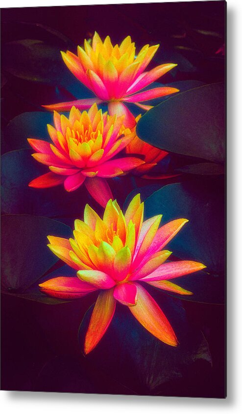 Waterlily Metal Print featuring the photograph Three Waterlilies by Chris Lord
