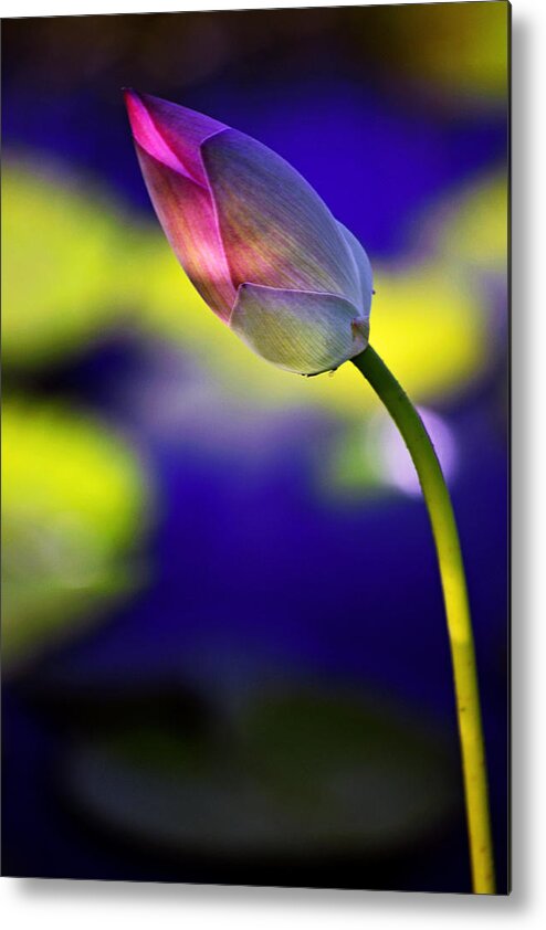 Flower Metal Print featuring the photograph Through My Eyes by Melanie Moraga