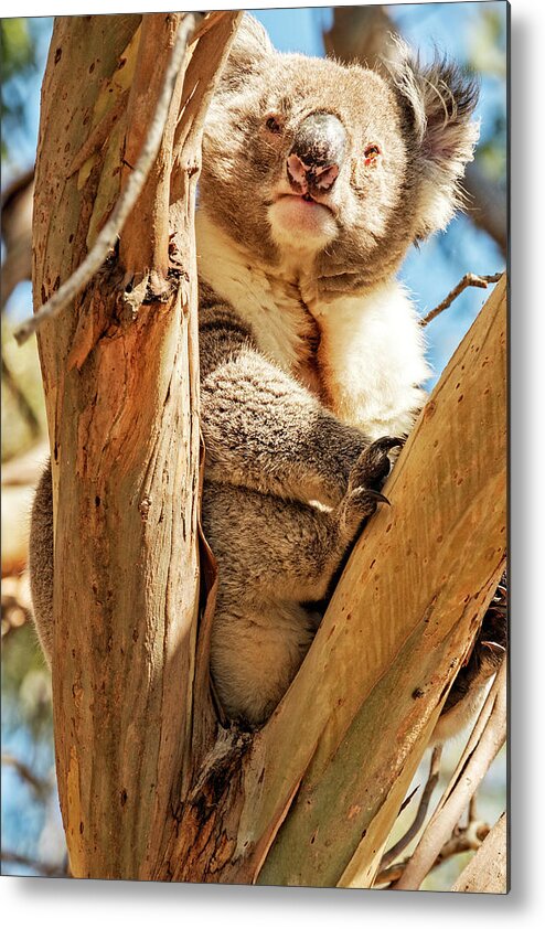 Koala Metal Print featuring the photograph Tight Fit by Catherine Reading