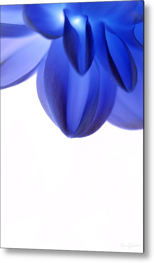 High Key Metal Print featuring the photograph Timid in Blue by Nancy Coelho