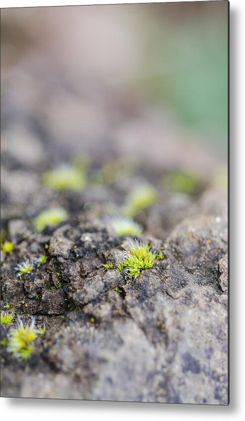 Oregon Metal Print featuring the photograph Tiny Life by Margaret Pitcher