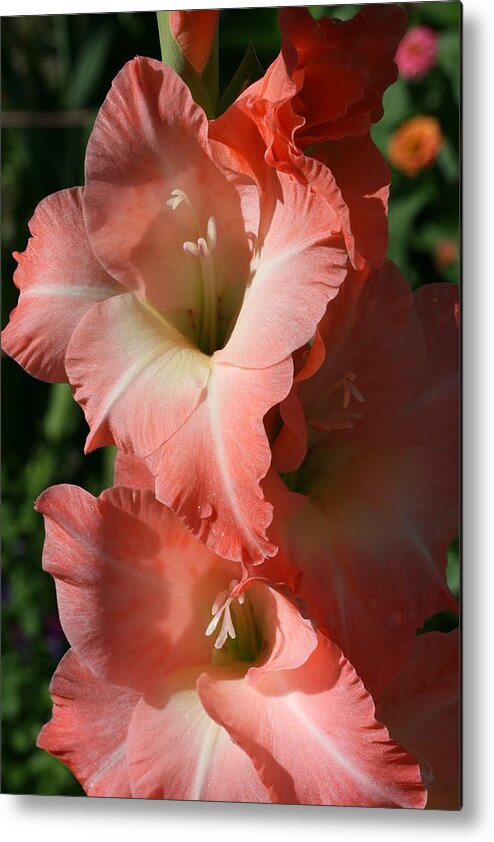 Gladiolus Metal Print featuring the photograph Tiny Ruffles Gladiolus by Tammy Pool