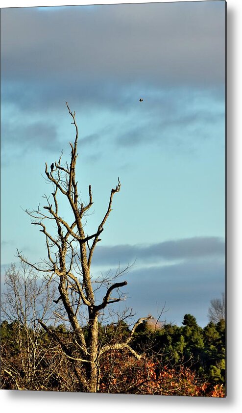 Tree Metal Print featuring the photograph Todays Art 2474 by Lawrence Hess