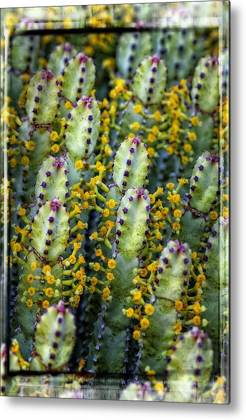 Arizona. Cactus Metal Print featuring the photograph Totem Cactus by David Wagner