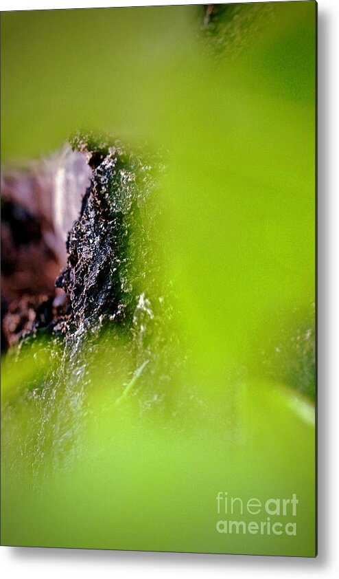 Tree Metal Print featuring the photograph Tree Bark by Elisabeth Derichs
