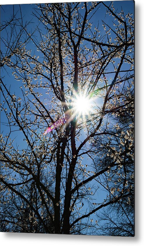 Texas Metal Print featuring the photograph Tree Buds by Erich Grant