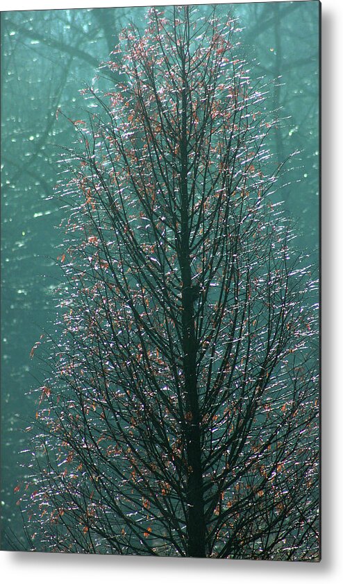 Tree Metal Print featuring the photograph Tree in autumn, with red leaves, blue background, sunny day by Emanuel Tanjala