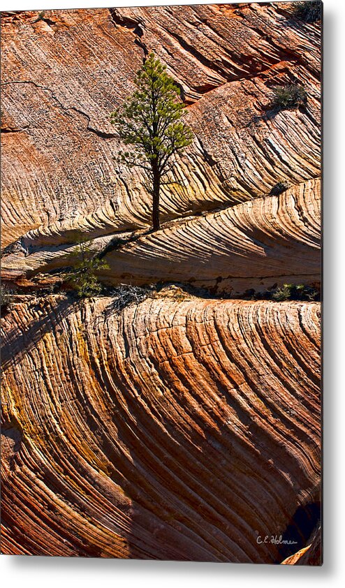 Zion Metal Print featuring the photograph Tree In Flowing Rock by Christopher Holmes