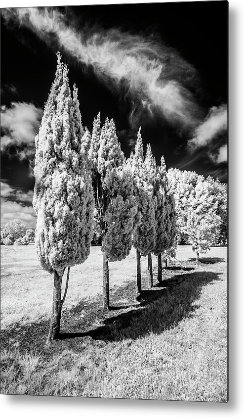 Infrared Metal Print featuring the photograph Tree Line-Up by Roseanne Jones