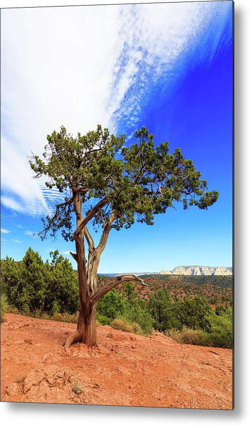 Arizona Metal Print featuring the photograph Tree of Life II by Raul Rodriguez