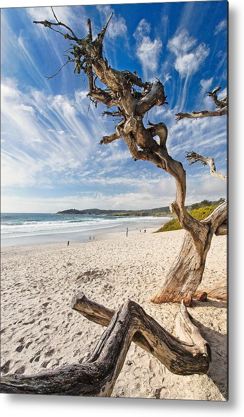 Beach Metal Print featuring the photograph Tree on a Beach Carmel by the Sea California by George Oze