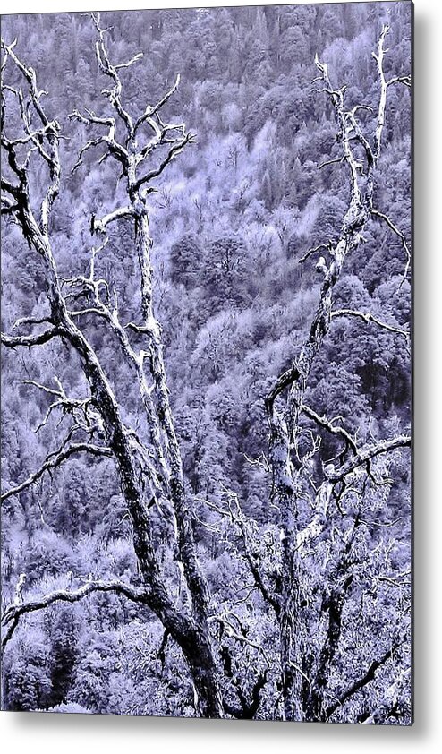 Tree Metal Print featuring the photograph Tree Sprite by Kim Bemis