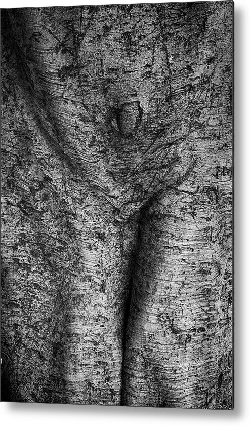Tree Metal Print featuring the photograph Tree Trunk I by David Gordon