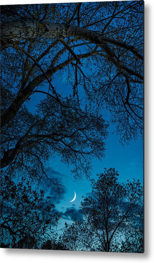 Trees Metal Print featuring the photograph Trees and Moon by Darren White