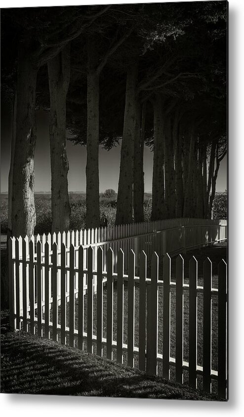 Trees Metal Print featuring the photograph Trees and Pickets by Bud Simpson