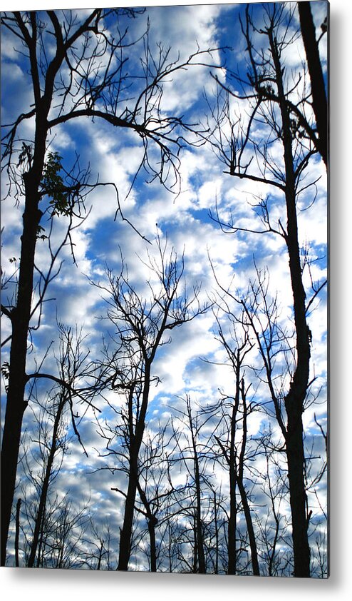 Trees Blue Sky Clouds White Puffy Landscape Photography Photograph Art Metal Print featuring the photograph Trees in the Sky by Shari Jardina