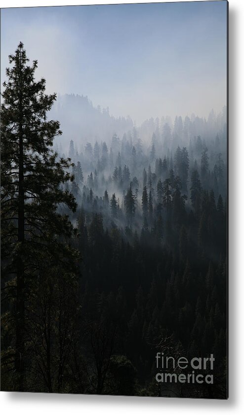 Trees Metal Print featuring the photograph Trees in Yosemite by Timothy Johnson