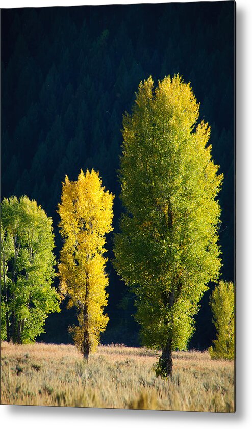 Teton Metal Print featuring the photograph Trio of Trees in the Tetons by Roberta Kayne